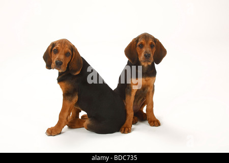 Ogar Polski cuccioli di 9 settimane il Segugio polacco Foto Stock