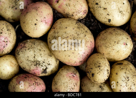 Appena scavato King Edward le patate in un giardino sul retro patch vegetale Foto Stock