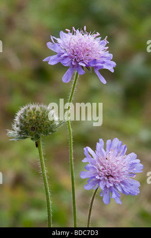 Campo Knautia scabious arvense mostra fiori e sviluppo di seme head Foto Stock