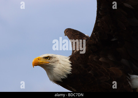 Close up di un American aquila calva in volo contro un cielo blu chiaro Foto Stock