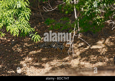Tigre del Bengala Panthera tigris meravigliosamente mimetizzata a Ranthambhore Foto Stock