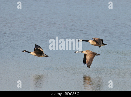 Oche del Canada Branta canadensis IN VOLO WEIR SERBATOIO DI LEGNO SUSSEX REGNO UNITO Foto Stock