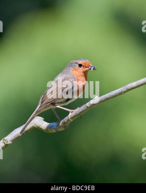 Robin (Erithacus Rubecula) su un ramoscello tenendo un maggiolino, Inghilterra, Surrey Foto Stock