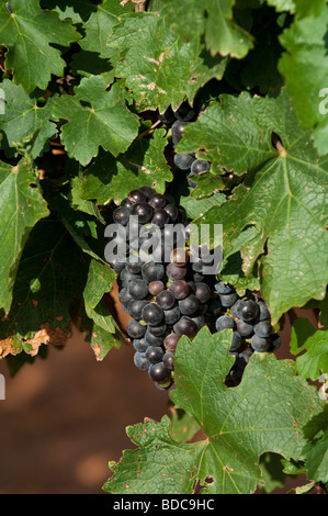 Cluster di ripe West Texas vino merlot uva sulla vite appena prima del raccolto. Foto Stock