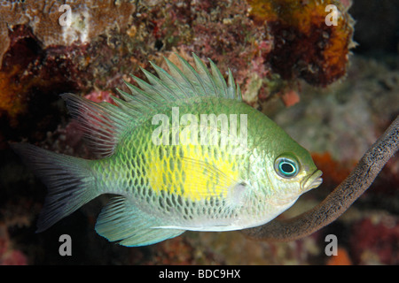 Voce maschile Staghorn castagnole O Sergente Maggiore pesce , Amblyglyphidodon curacao tendendo le uova deposte su un mare morto frusta. Foto Stock