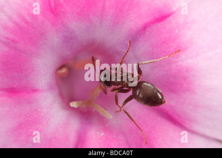 Lasius spec formiche alimentazione su un fiore di phlox. Foto Stock