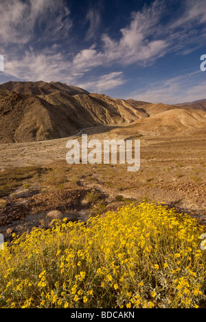 Brittlebush fioritura in primavera a Darwin a Canyon vicino Panamint Valley Death Valley National Park California USA Foto Stock