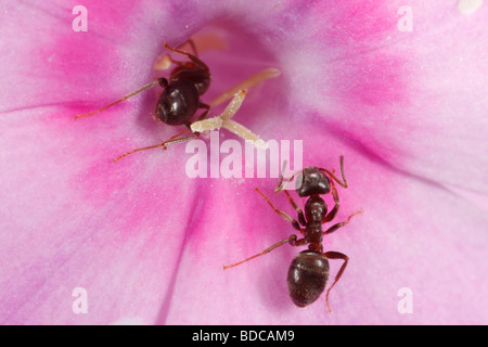 Lasius spec formiche alimentazione su un fiore di phlox. Foto Stock