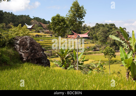 Indonesia Sulawesi Tana Toraja Lokkomata tongkonan tradizionali case a schiera attraverso le risaie Foto Stock