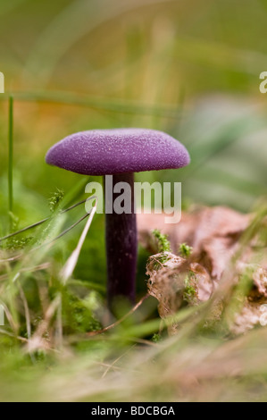 Amethyst Deceiver Laccaria amethystina Foto Stock