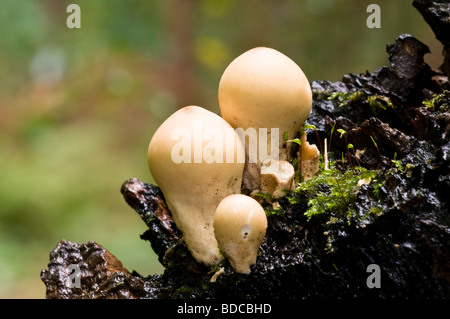 Il moncone Puffball Lycoperdon pyriforme Foto Stock