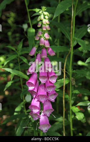 Foxglove comune, purea digitale, che cresce selvatico in Renfrewshire, Scozia, Regno Unito Foto Stock