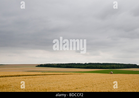 Orzo matura al tempo del raccolto al di sotto di una nube riempiva il cielo estivo nella regione di Champagne vicino a Reims Francia Foto Stock