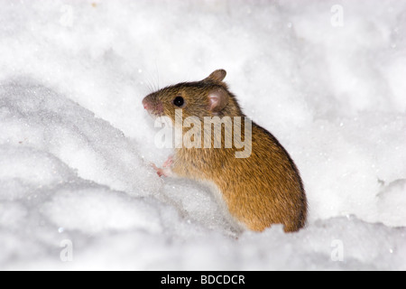 Il campo selvaggio mouse nel parco della città Foto Stock