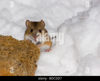 Il campo selvaggio mouse nel parco della città Foto Stock