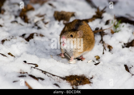 Il campo selvaggio mouse nel parco della città Foto Stock