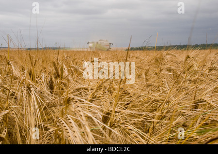 Orzo matura al tempo del raccolto al di sotto di una nube riempiva il cielo estivo nella regione di Champagne vicino a Reims Francia Foto Stock