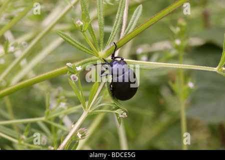 Sanguinosa naso-beetle (Timarcha tenebricosa : Chrysomelidae) su goosegrass (Galium aparine), UK. Foto Stock