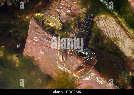 Comune di Astici (Homarus gammarus : Nephropidae) in una piscina di roccia con la bassa marea, UK. Foto Stock