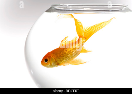 Chiudere orizzontale di un arancio brillante goldfish [Carassius auratus] in un pesce tondo ciotola contro uno sfondo bianco Foto Stock
