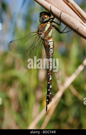 Un migrante maschio Hawker dragonfly, Aeshna mixta, aggrappato ad un gambo reed Foto Stock