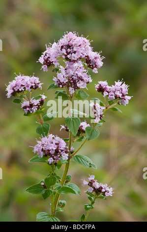 Origano Origanum vulgare Foto Stock