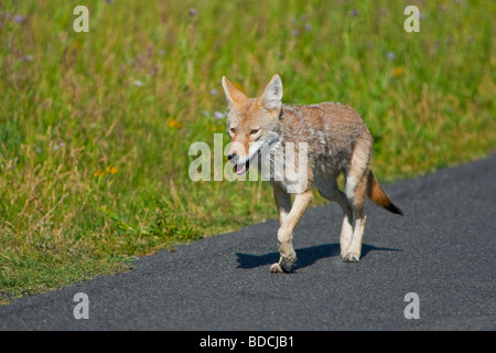 Coyote a caccia nei campi (Canis latrans) Foto Stock