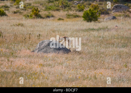 Coyote a caccia nei campi (Canis latrans) Foto Stock