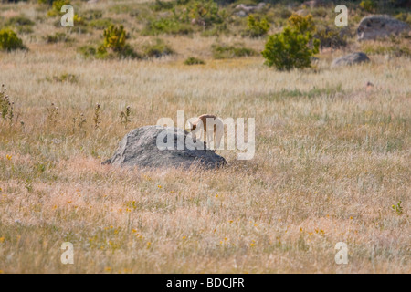 Coyote a caccia nei campi (Canis latrans) Foto Stock