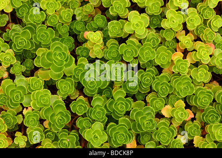 Verde modello di piante succulente Foto Stock