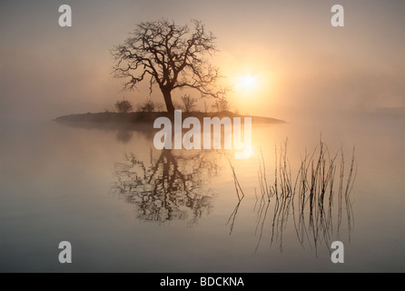 Un inizio di mattina fotografia di un lone tree isolato su un isola con il sole alle spalle. Foto Stock