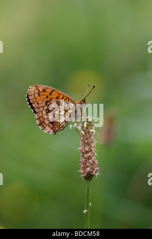 Minore Fritillary marmorizzata Brenthis ino Foto Stock