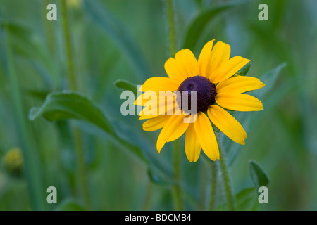 Black-eyed Susan (Rudbeckia hirta), Custer State Park, Black Hills, Dakota del Sud Foto Stock