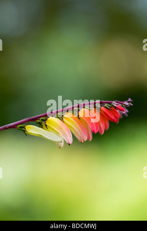 Ipomoea lobata. Petardo vite in fiore. Regno Unito Foto Stock