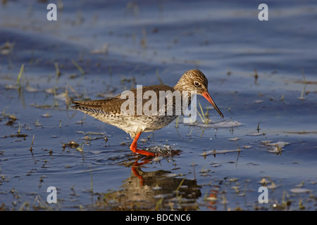 Rotschenkel (Tringa totanus) Comune RedshankRotschenkel Tringa totanus Redshank comune Foto Stock