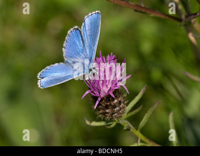 Un Adone Blue Butterfly (Polyommatus bellargus) alimentazione su fiordaliso a Martin giù Riserva Naturale Nazionale, Hampshire, Inghilterra Foto Stock
