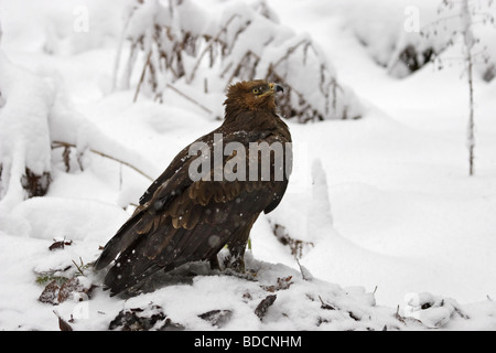 Schreiadler (Aquila pomarina) Lesser Spotted Eagle Foto Stock