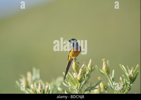 Maschio petto arancione Sunbird Foto Stock