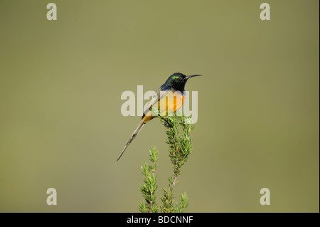 Maschio petto arancione Sunbird Foto Stock