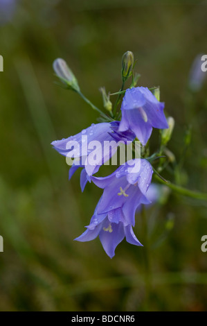 Harebell (Campanula rotundifolia), Svezia Foto Stock