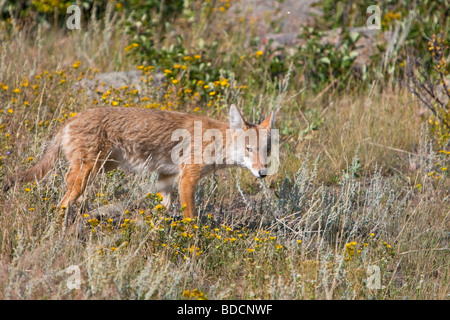 Coyote a caccia nei campi (Canis latrans) Foto Stock