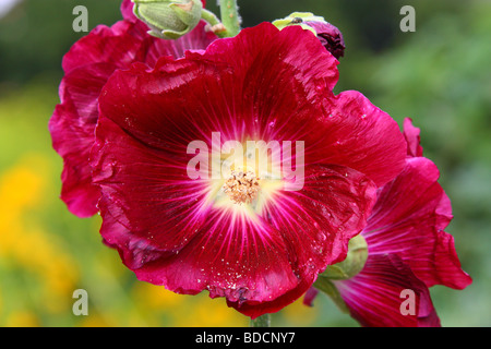 Viola fiore hollyhock close up Alcea rosea Foto Stock