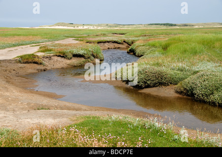 Il slufter nationalpark sul proiettore Texel marea flusso riflusso Paesi Bassi Hollands Mare Borra Waddenzee ovini Foto Stock