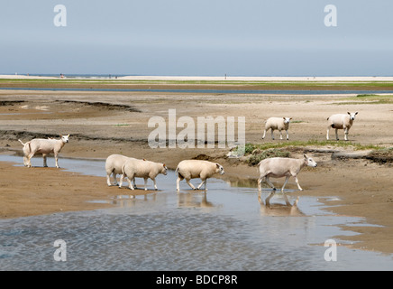 Il slufter nationalpark sul proiettore Texel marea flusso riflusso Paesi Bassi Hollands Mare Borra Waddenzee ovini Foto Stock