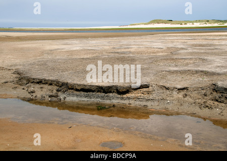 Il slufter nationalpark sul proiettore Texel marea flusso riflusso Paesi Bassi Hollands Mare Borra Waddenzee ovini Foto Stock