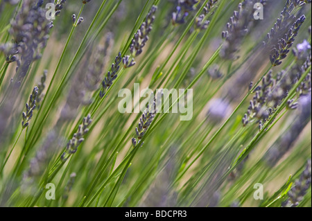 Campo di lavanda su un paese rurale estate con fiori di lavanda in campo di lavanda Foto Stock