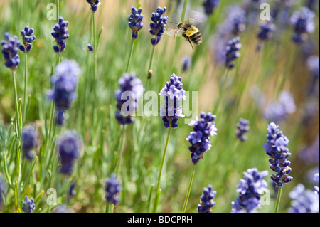 Campo di lavanda su un paese rurale estate con fiori di lavanda Snohomish County Marysville Washington stato USA Foto Stock