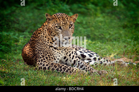 Leopardo dello Sri Lanka a Yala National Park, Sri Lanka Foto Stock