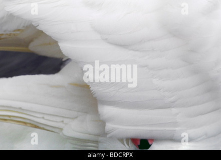Un cigno bianco con testa sotto il parafango e la punta del becco rosso mostra, Swannery, Abbotsbury, Dorset Foto Stock