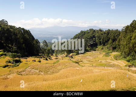 Indonesia Sulawesi Tana Toraja Lokkomata risaie Rantepao sopra al tempo del raccolto Foto Stock